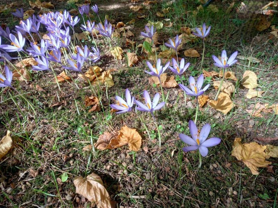 Gite L'Enclos O Rendez-Vous Roquefeuil-Pays De Sault- Avec Jardin ภายนอก รูปภาพ